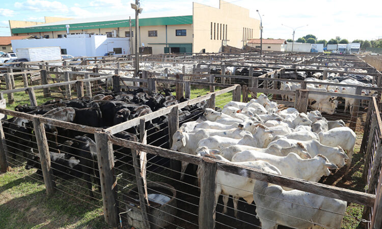 Leilão de Gado da 31ª Exposul acontece hoje com mais de 1.600 cabeças e transmissão ao vivo
