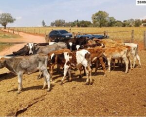 Leilão da SENAD/PF Vende Gado Apreendido do Crime Organizado com Lances a Partir de R$ 3 Mil!