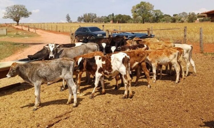 Leilão da SENAD/PF Vende Gado Apreendido do Crime Organizado com Lances a Partir de R$ 3 Mil!